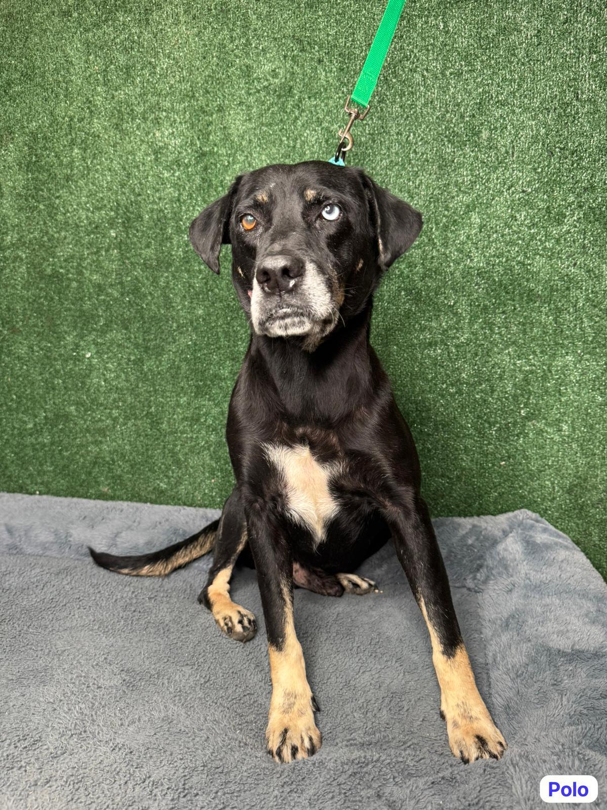 Polo, ADOPTABLE, Adult Male Labrador Retriever.