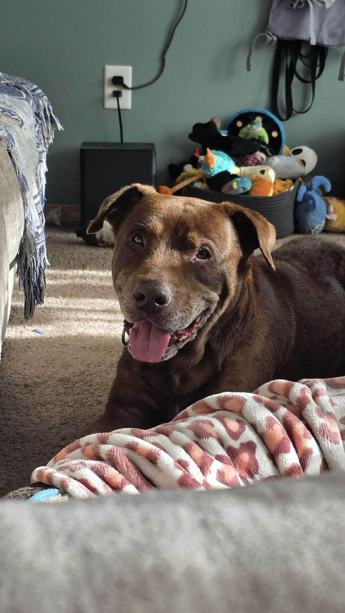 Garth, a Adoptable mixed breed in Powell Butte, OR image 3/6