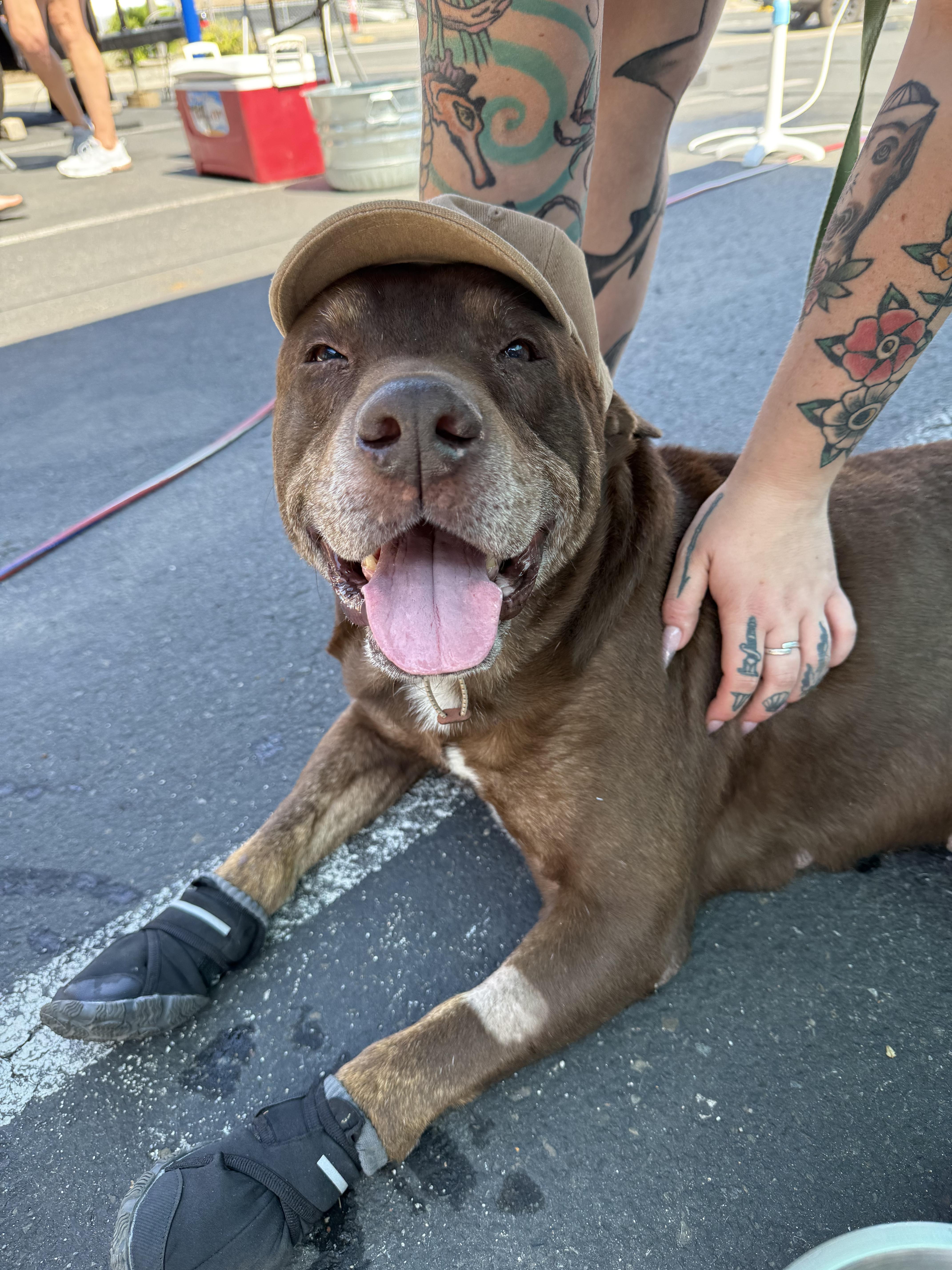 Garth, a Adoptable mixed breed in Powell Butte, OR image 2/6