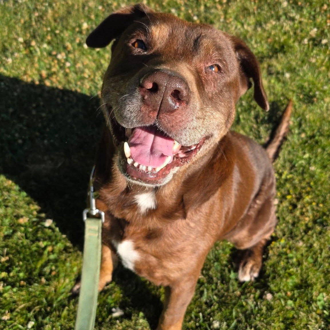 Garth, Adoptable, Senior Male Chocolate Labrador Retriever & American Staffordshire Terrier.
