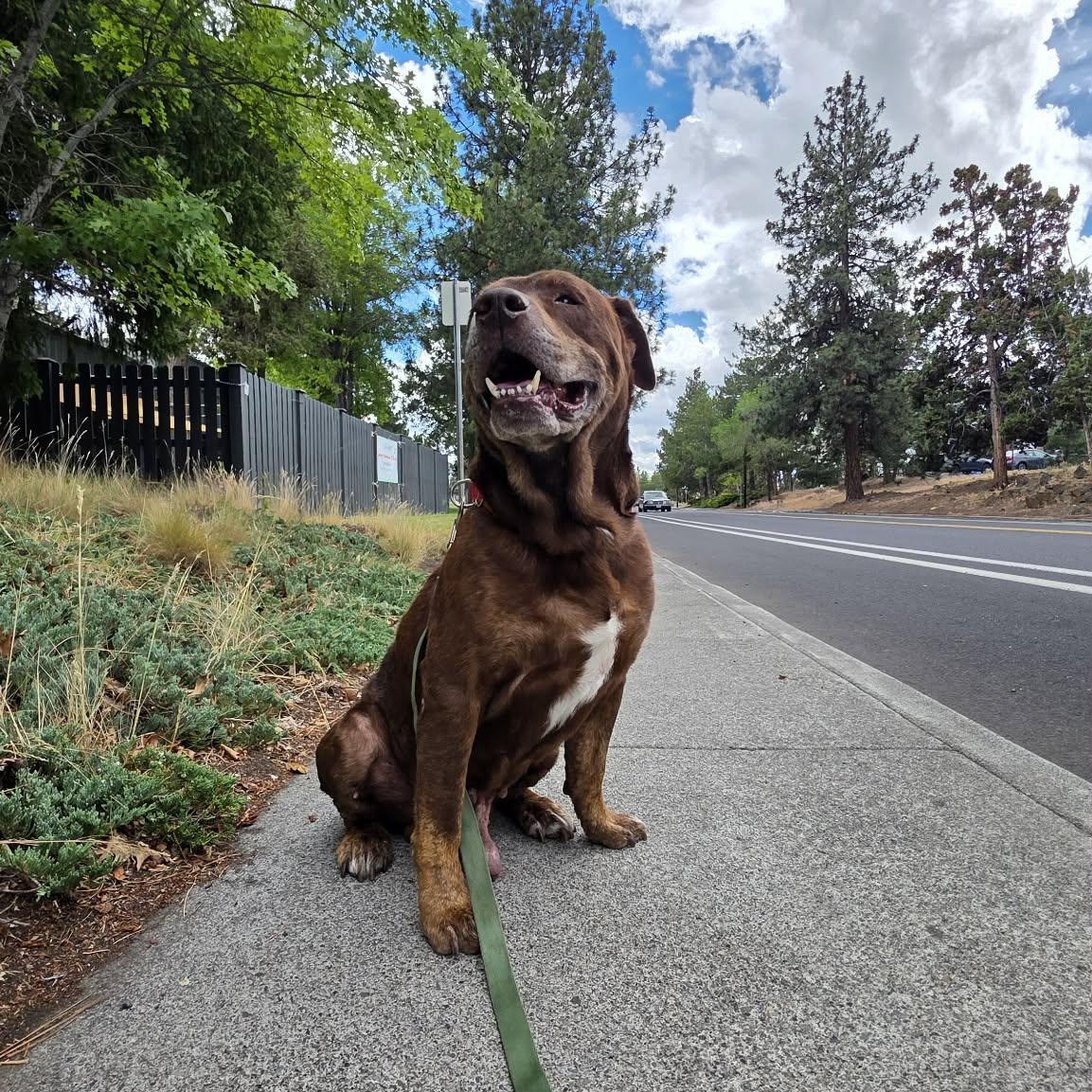 Garth, a Adoptable mixed breed in Powell Butte, OR image 6/6