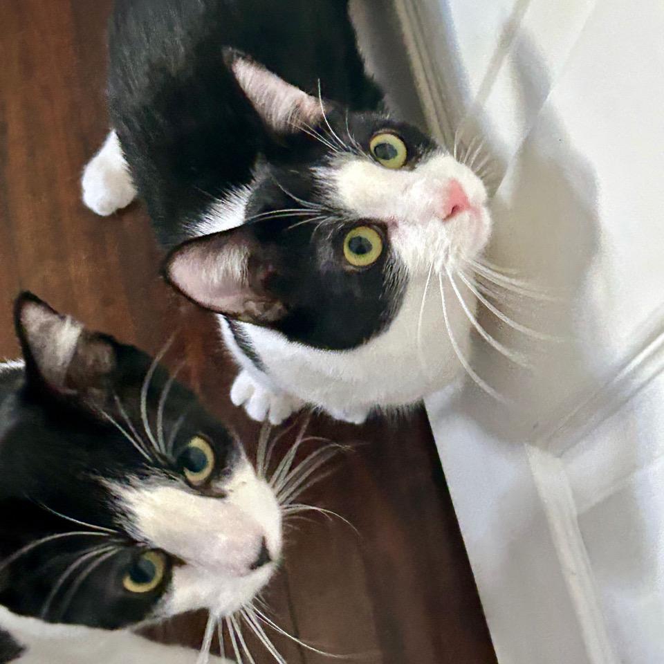 Cricket — thumbnail 2