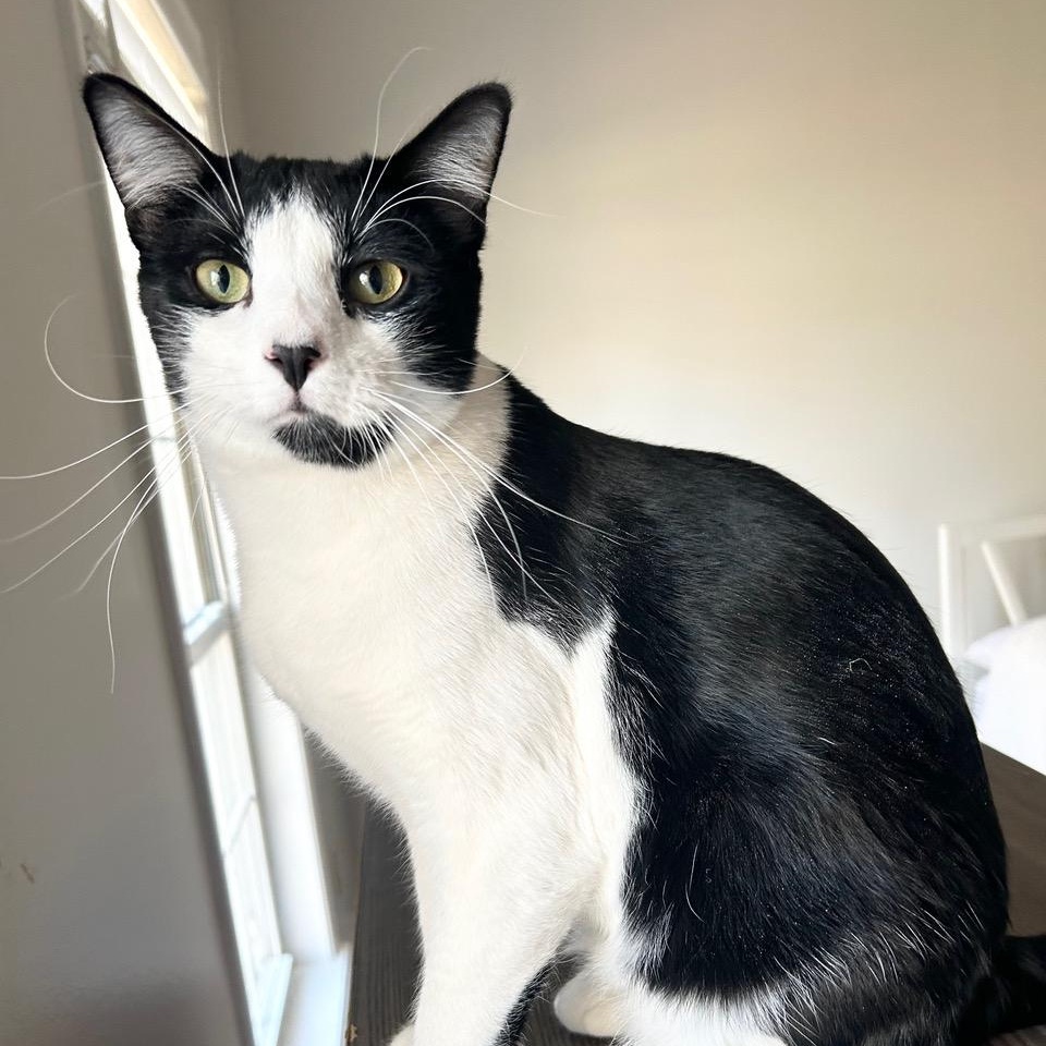 Cricket — thumbnail 3