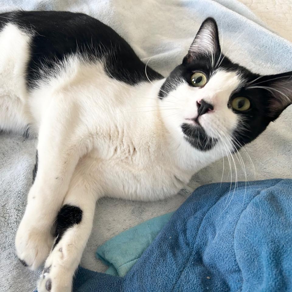 Cricket — thumbnail 4