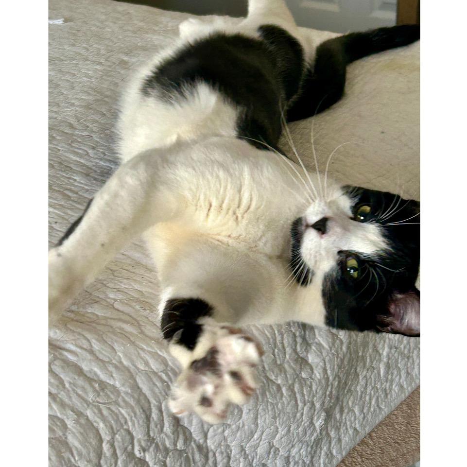 Cricket — thumbnail 5