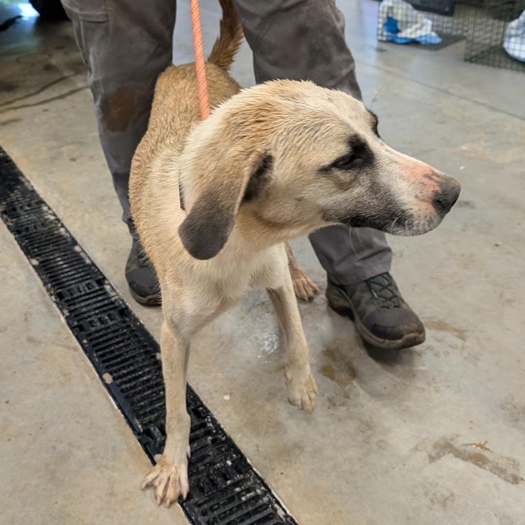 Enlarge Milan, a Adoptable Shepherd in Morganton, NC image 1/1