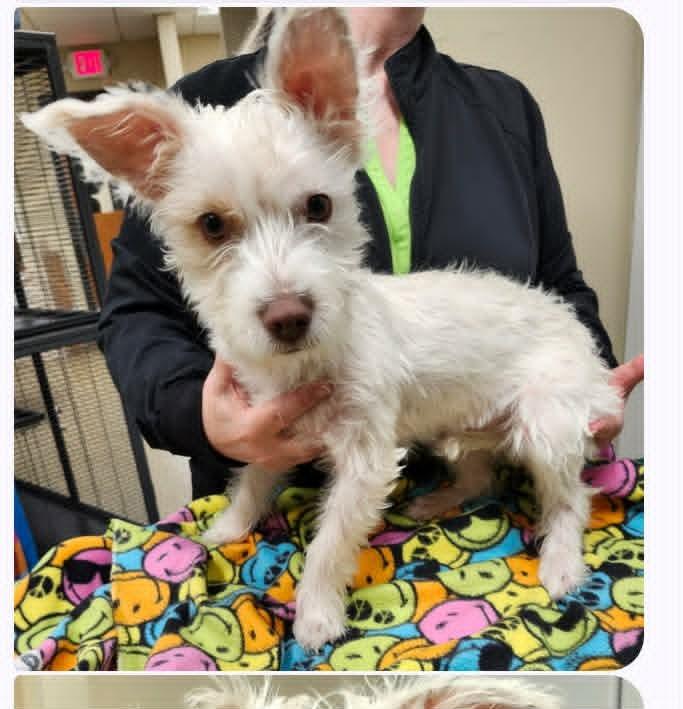Koko, Adopted, Young Female West Highland White Terrier / Westie & Mixed Breed.
