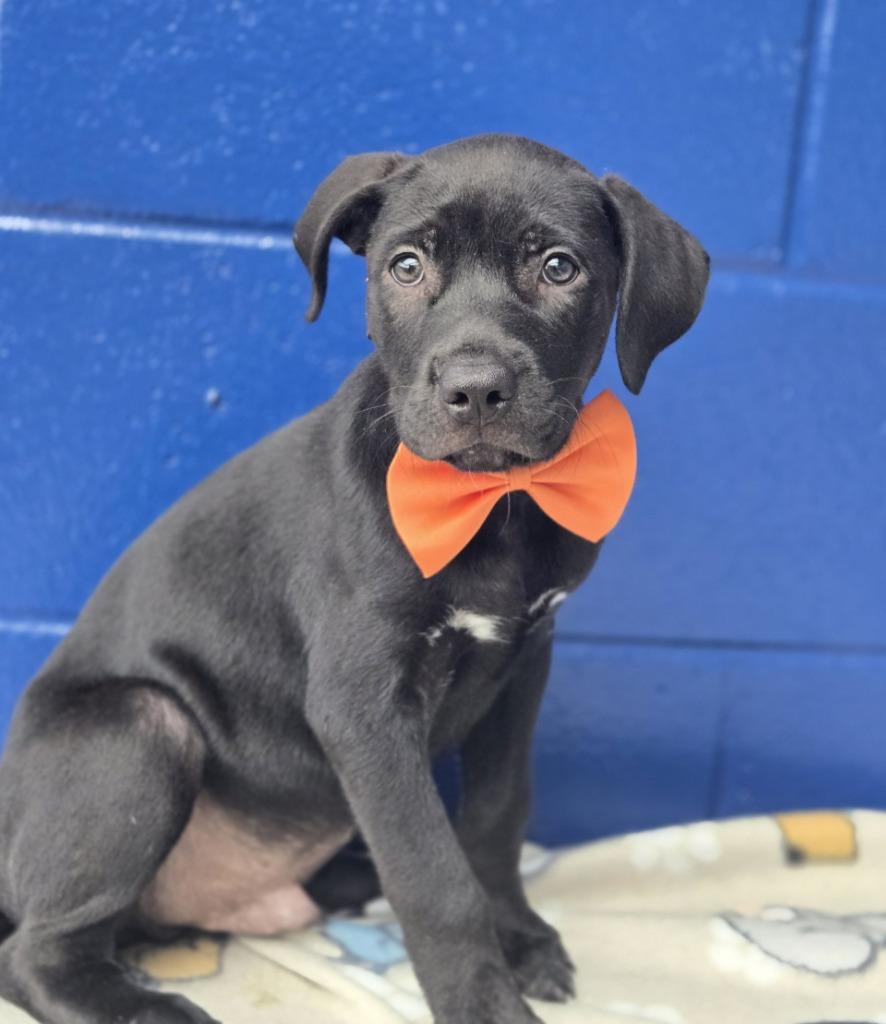 Negan Salem thumbnail 2