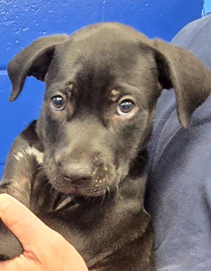 Negan Salem thumbnail 3