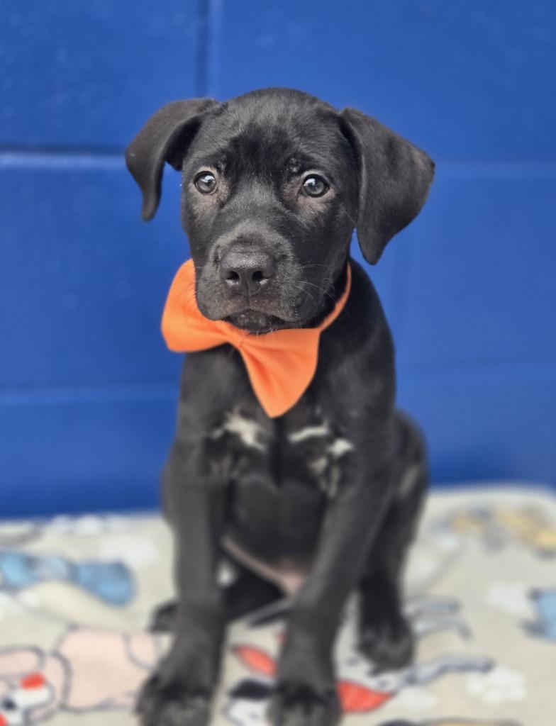 Negan Salem thumbnail 4