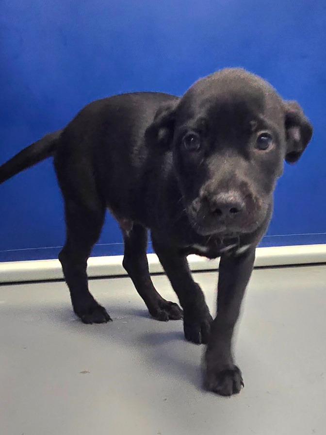 Negan Salem thumbnail 5