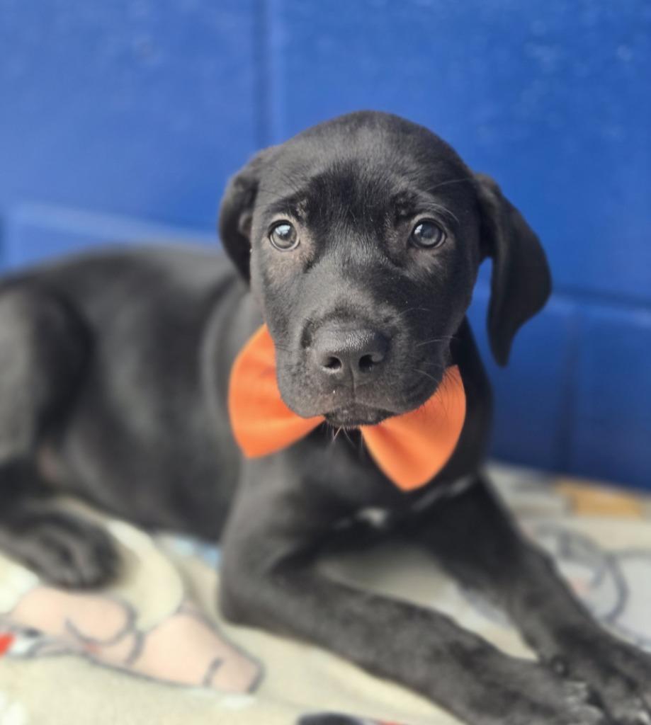 Negan Salem thumbnail 6