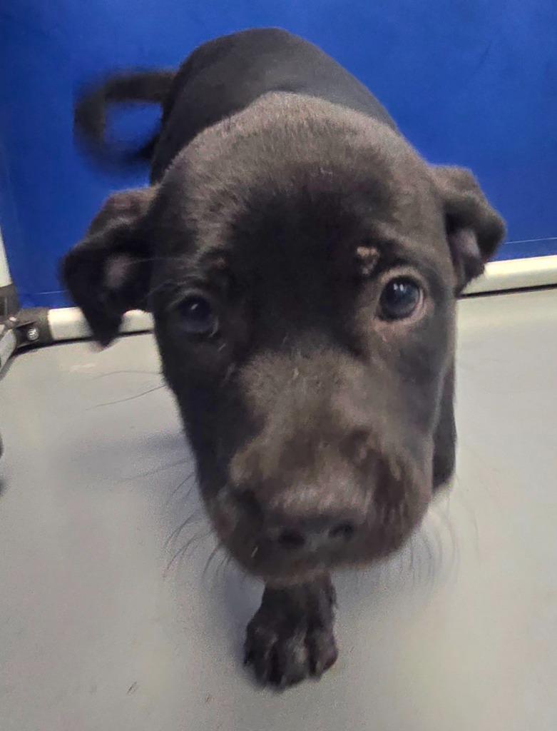 Negan Salem thumbnail 7