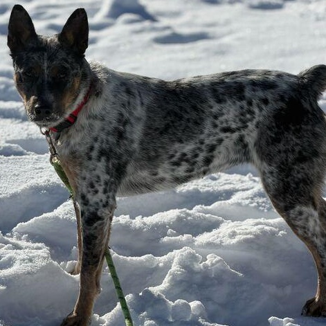 Enlarge Marty, a ADOPTABLE Australian Cattle Dog / Blue Heeler in Driggs, ID image 2/5