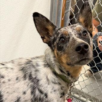 Marty, ADOPTABLE, Young Female Australian Cattle Dog / Blue Heeler.