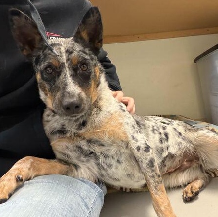 Enlarge Marty, a ADOPTABLE Australian Cattle Dog / Blue Heeler in Driggs, ID image 1/5