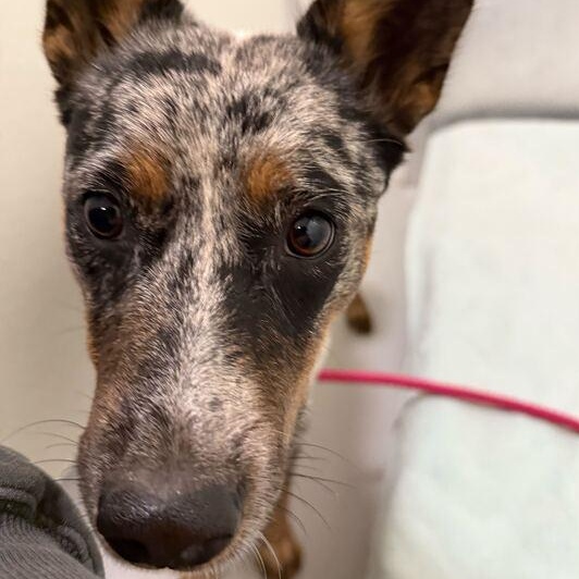 Enlarge Marty, a ADOPTABLE Australian Cattle Dog / Blue Heeler in Driggs, ID image 4/5