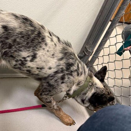 Enlarge Marty, a ADOPTABLE Australian Cattle Dog / Blue Heeler in Driggs, ID image 3/5