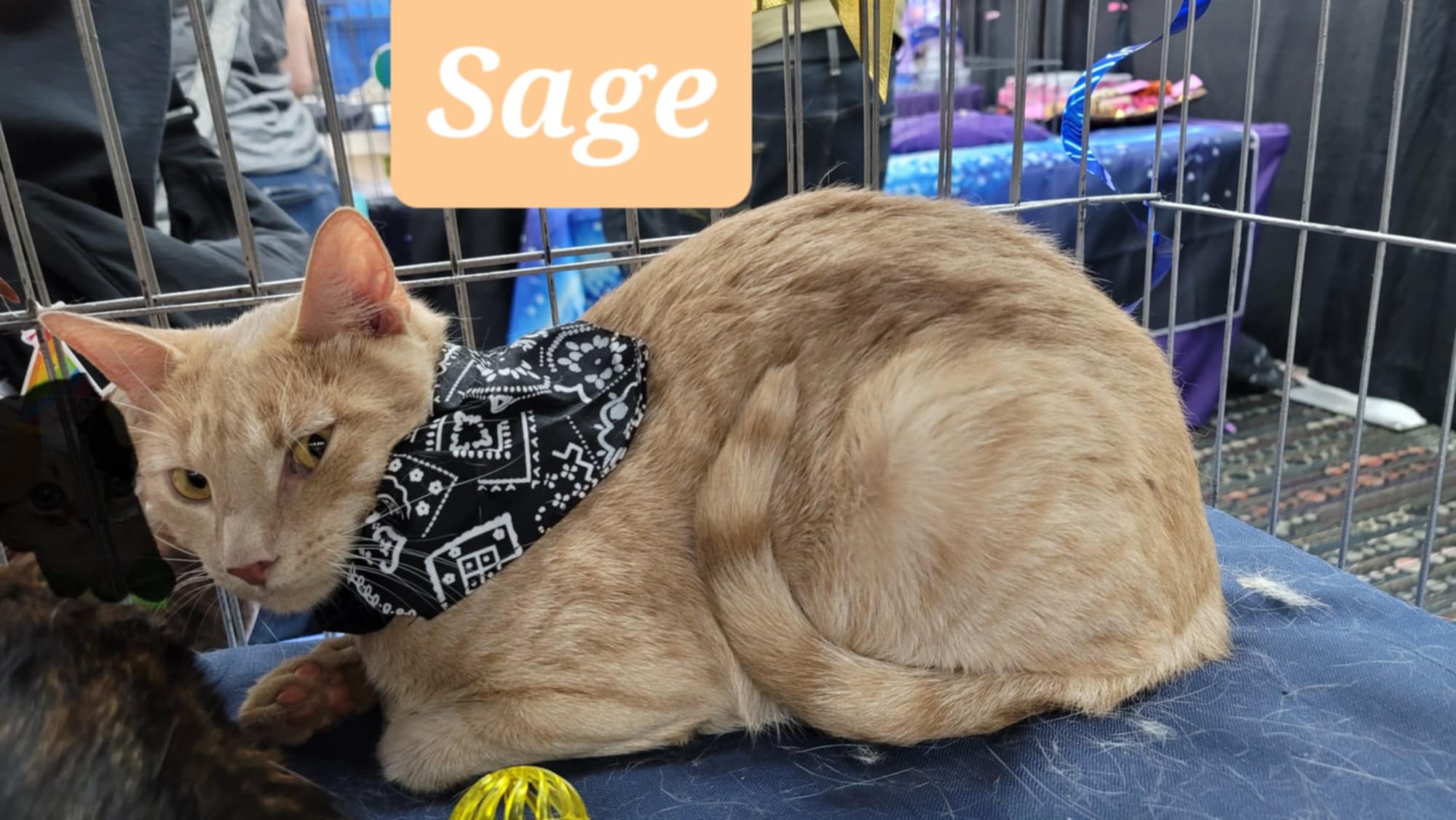 Sage