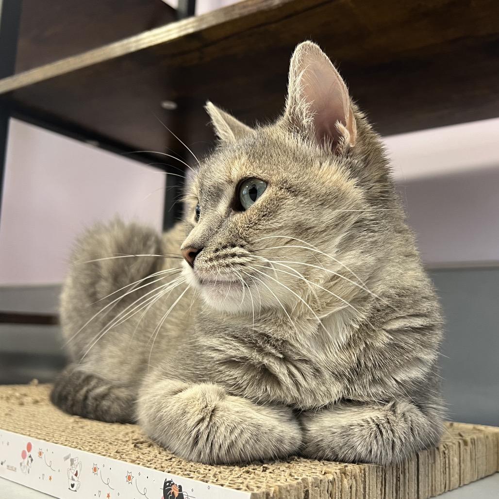 Linda, Adoptable, Adult Female Domestic Short Hair.