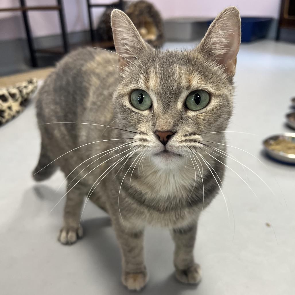 Enlarge Linda, a Adoptable Domestic Short Hair in Boston, MA image 2/6