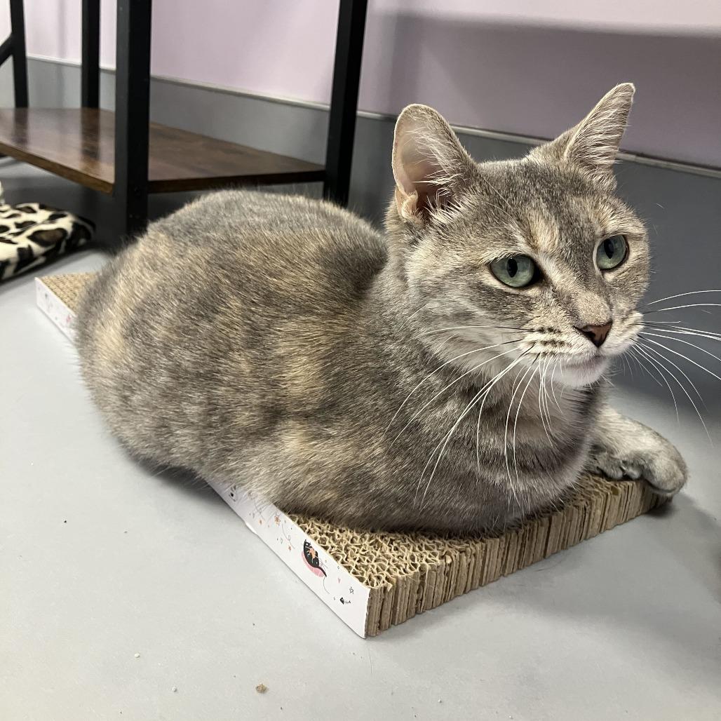 Enlarge Linda, a Adoptable Domestic Short Hair in Boston, MA image 3/6