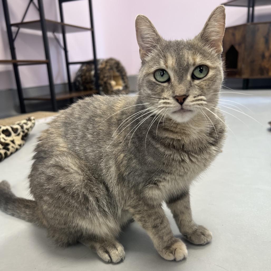 Enlarge Linda, a Adoptable Domestic Short Hair in Boston, MA image 4/6