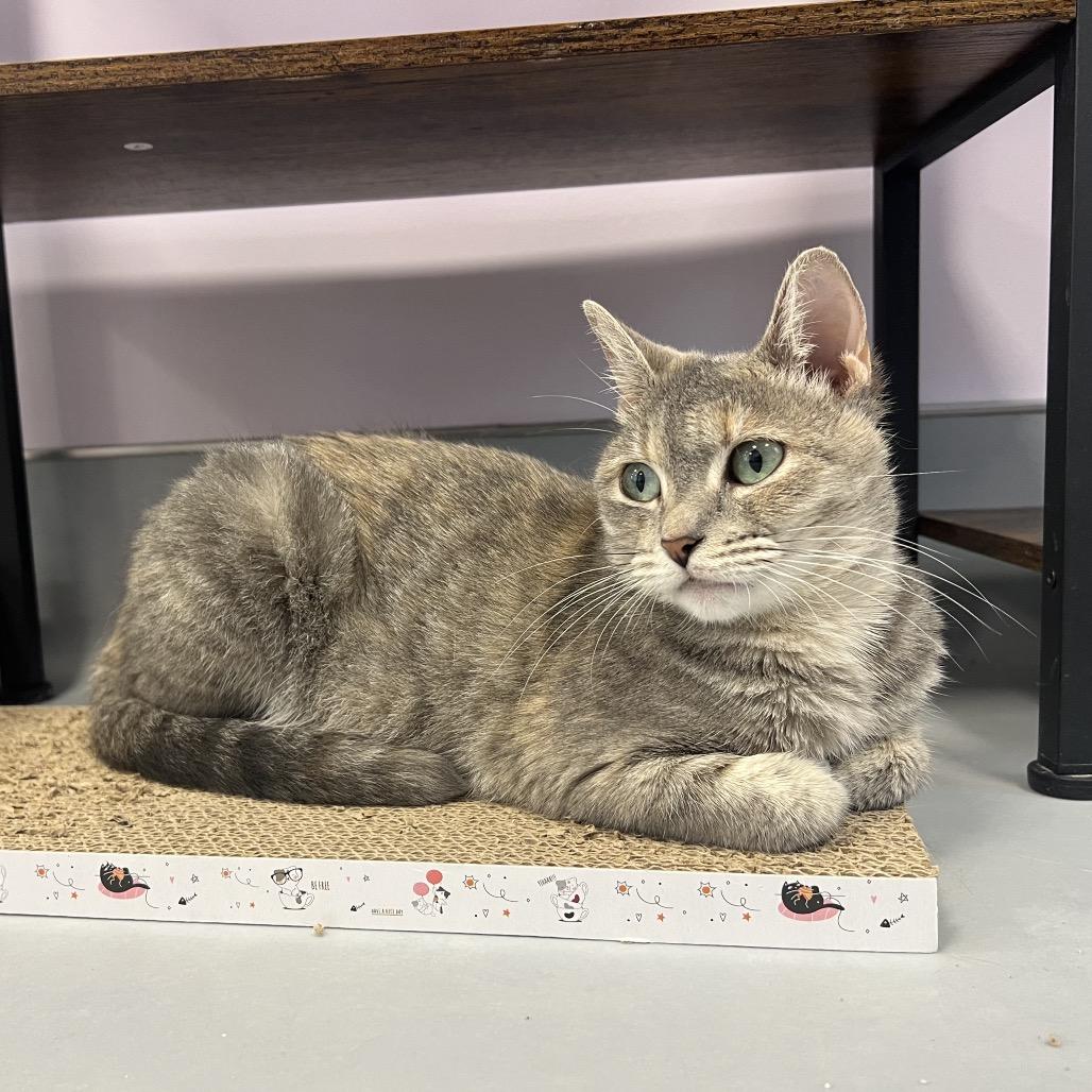 Enlarge Linda, a Adoptable Domestic Short Hair in Boston, MA image 5/6