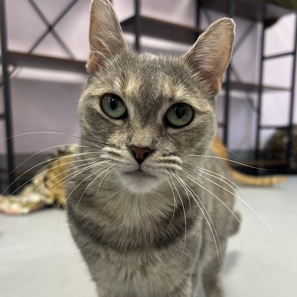 Enlarge Linda, a Adoptable Domestic Short Hair in Boston, MA image 6/6