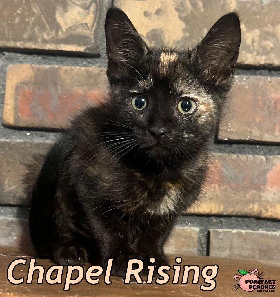 Enlarge Chapel Rising, a Adoptable mixed breed in Douglasville, GA image 1/2