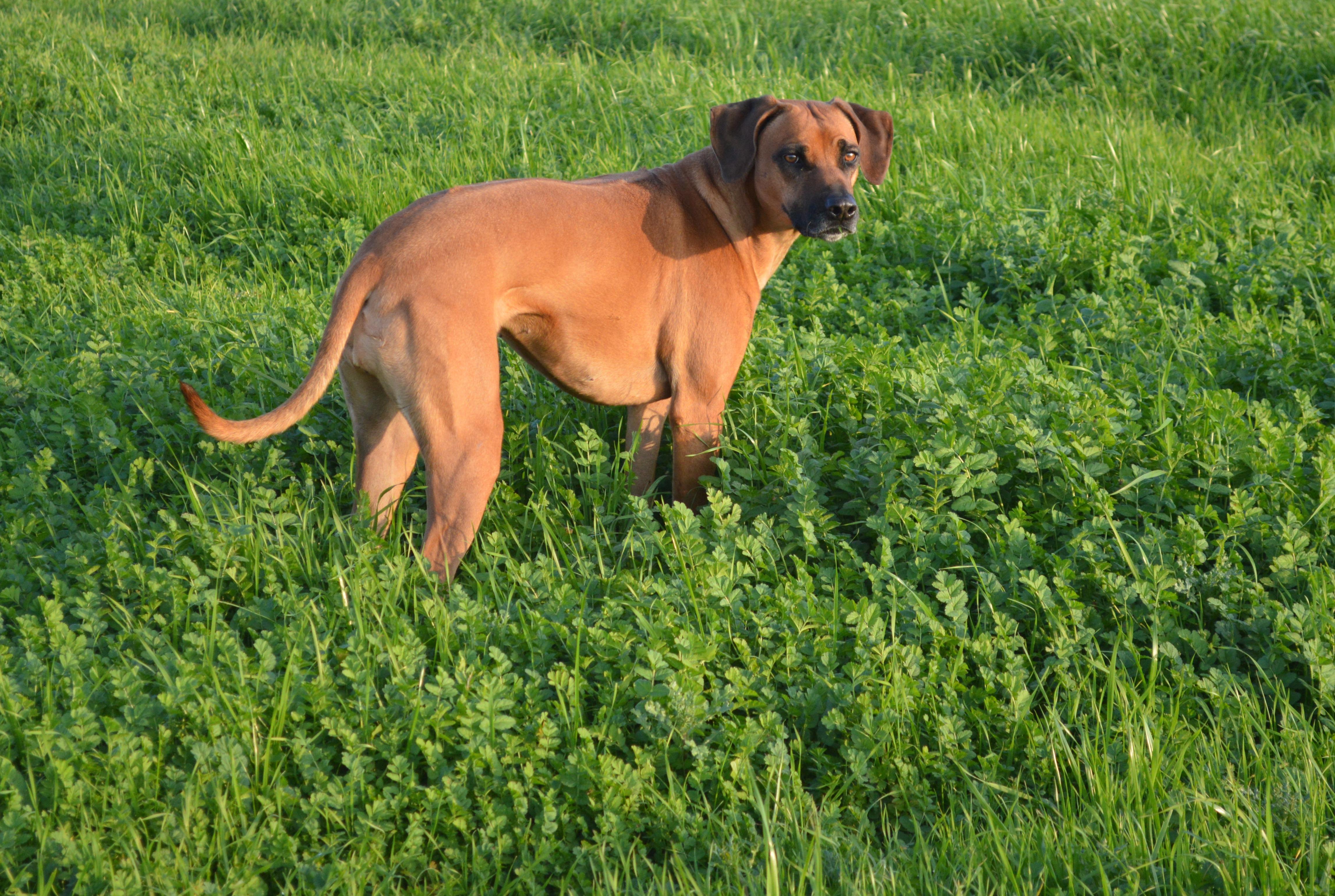 Enlarge Zulu, a ADOPTABLE Rhodesian Ridgeback in Oroville , CA image 4/4