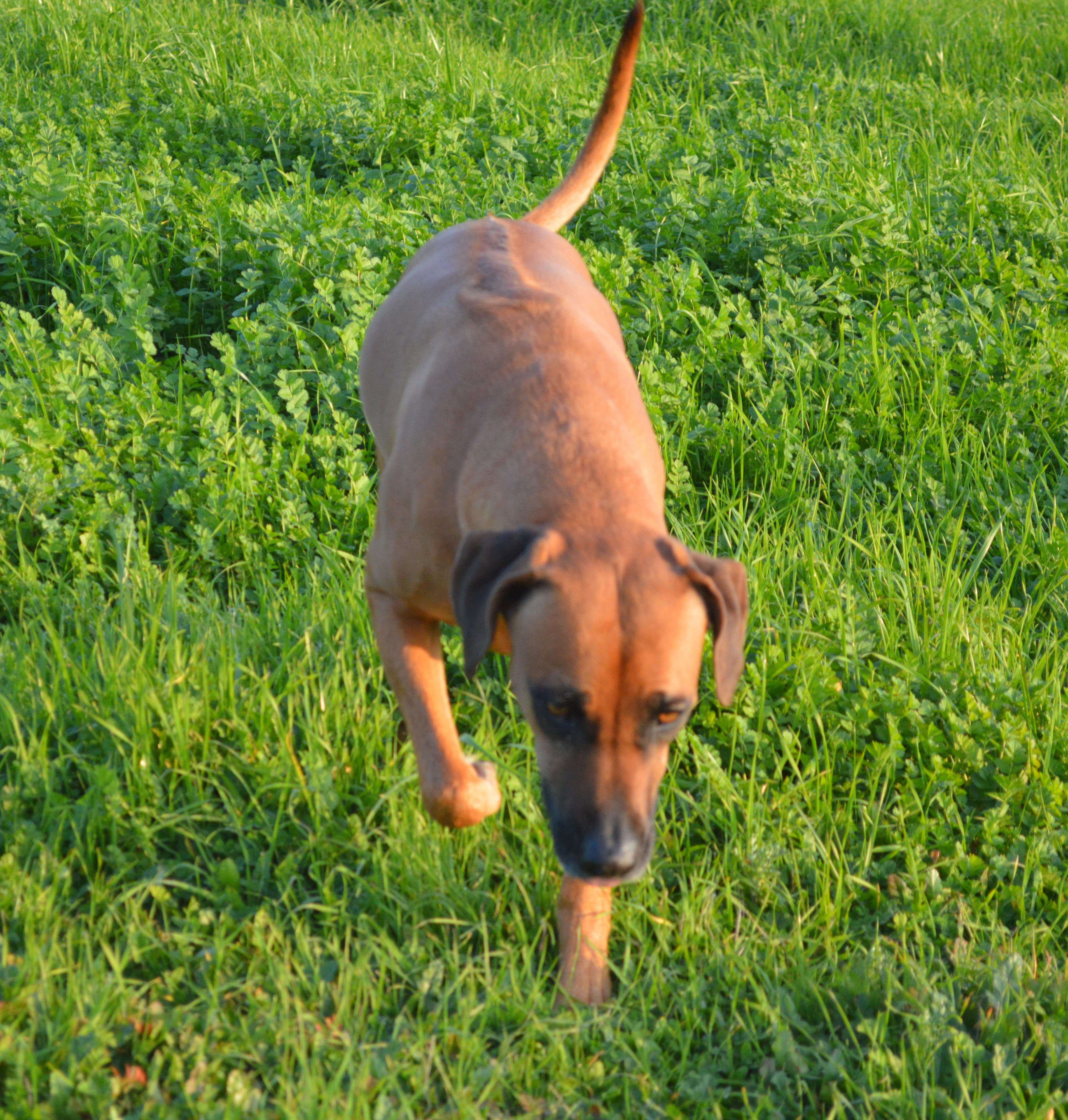 Enlarge Zulu, a ADOPTABLE Rhodesian Ridgeback in Oroville , CA image 3/4