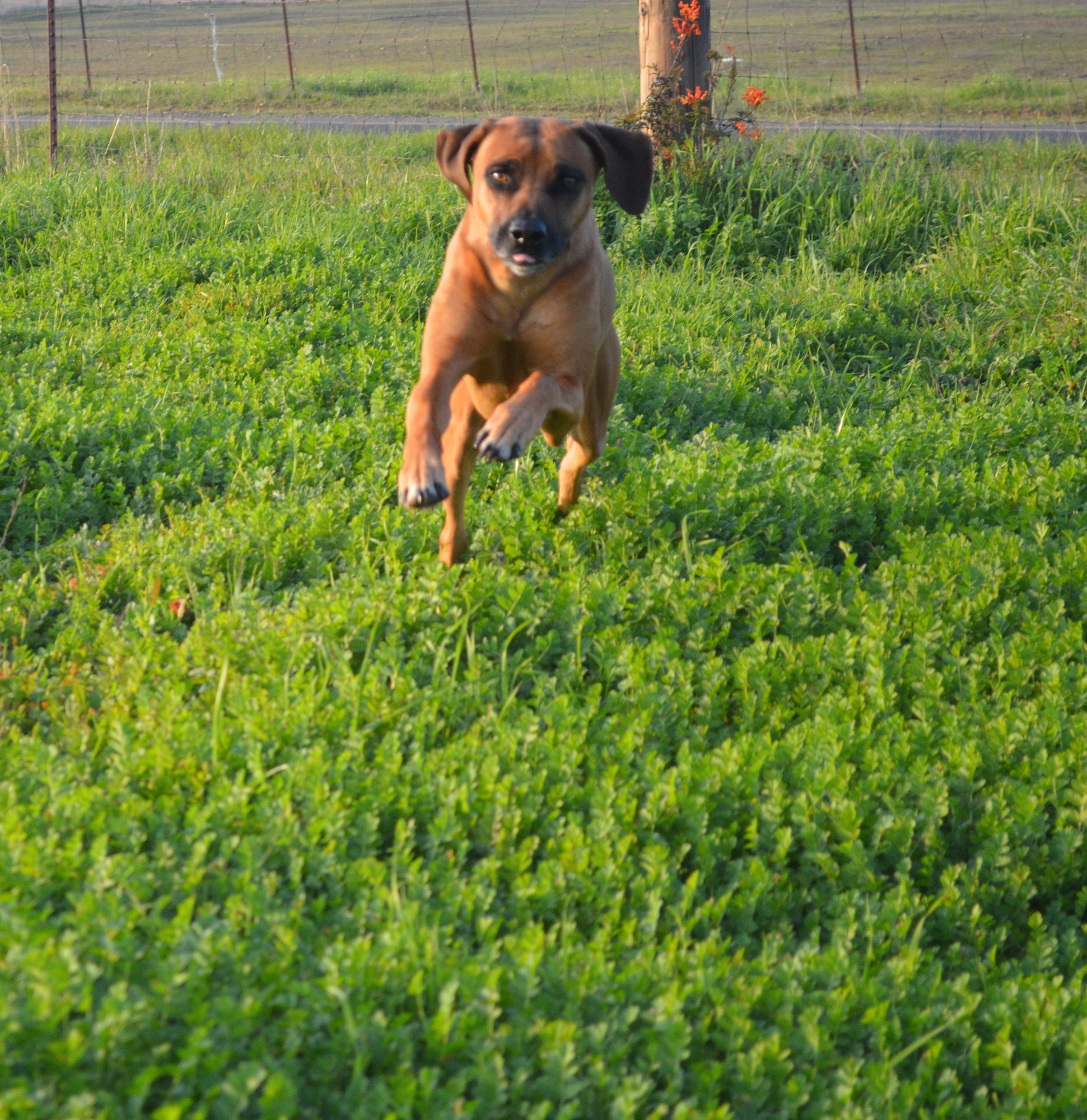 Enlarge Zulu, a ADOPTABLE Rhodesian Ridgeback in Oroville , CA image 2/4