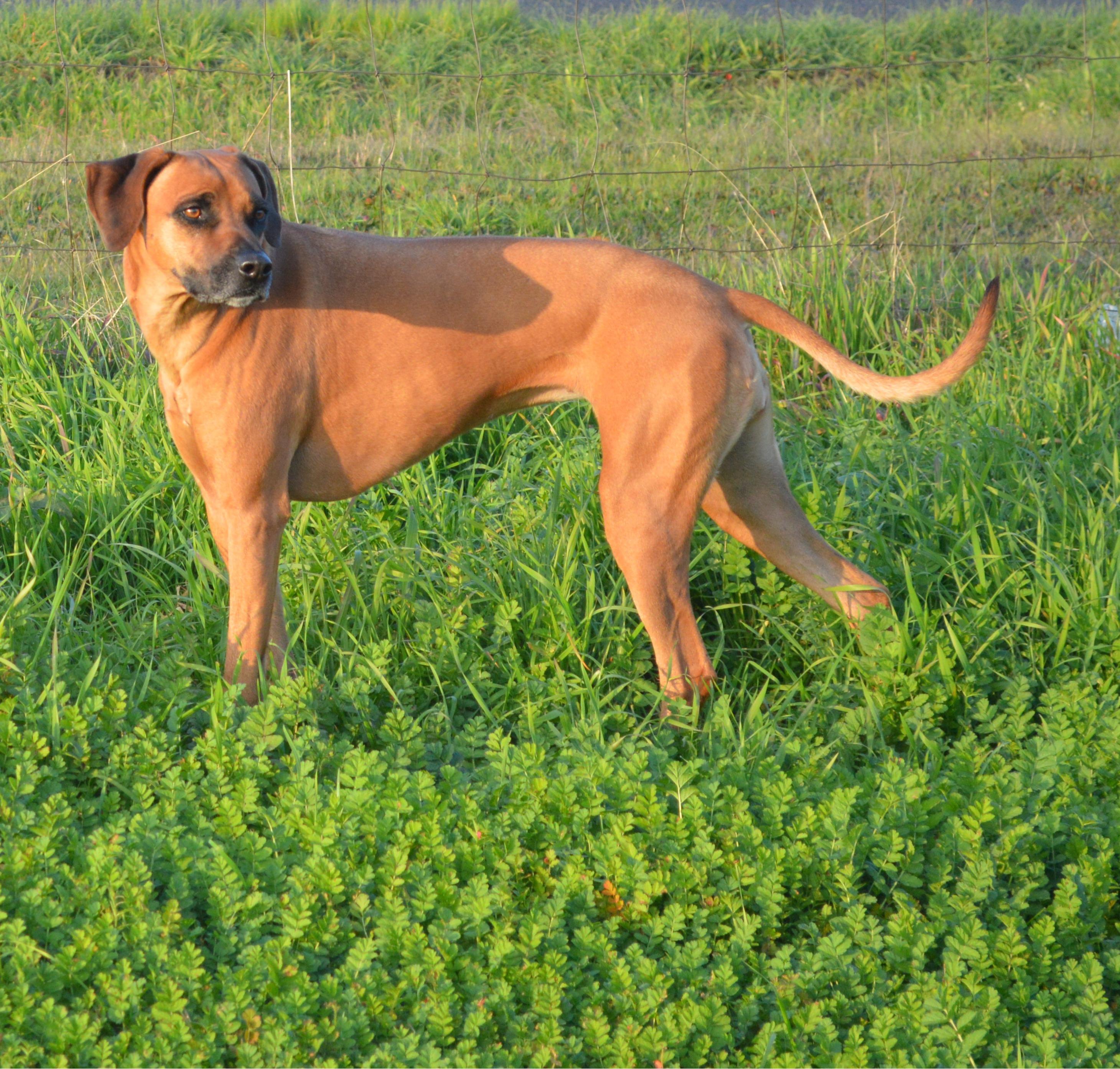Enlarge Zulu, a ADOPTABLE Rhodesian Ridgeback in Oroville , CA image 1/4
