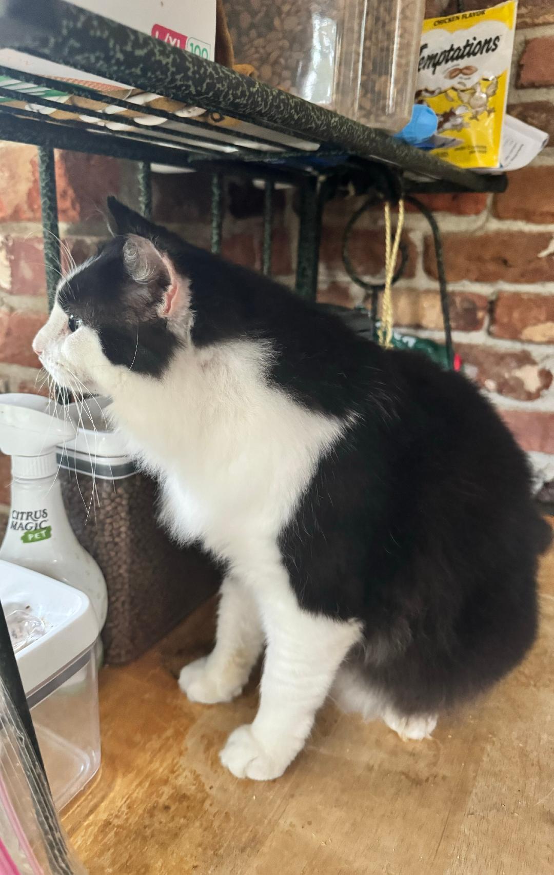 Enlarge Bogart, a Adoptable Domestic Short Hair in Columbia, SC image 3/6