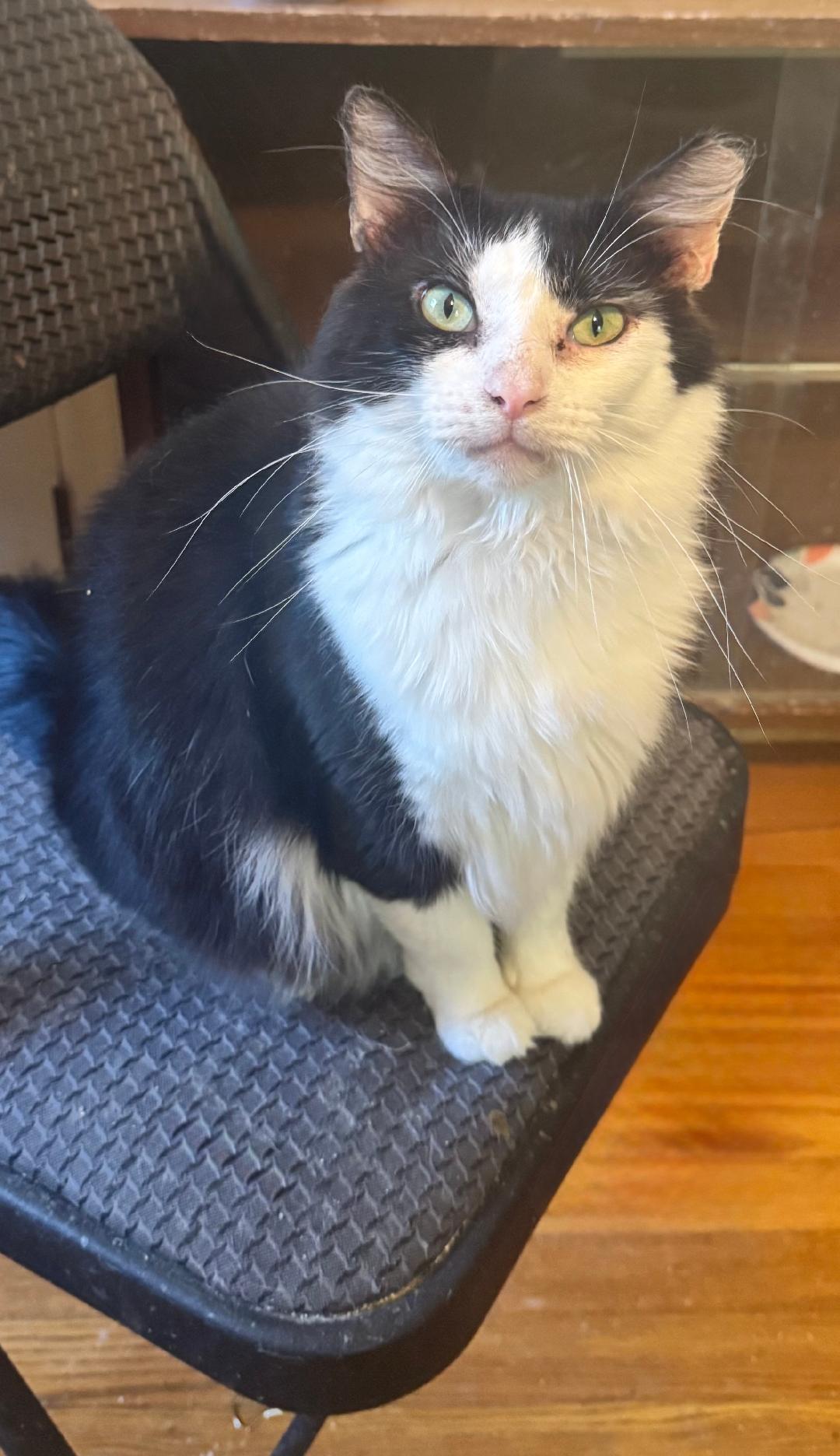 Bogart, Adoptable, Adult Male Domestic Short Hair.