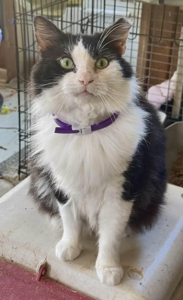 Enlarge Bogart, a Adoptable Domestic Short Hair in Columbia, SC image 2/6