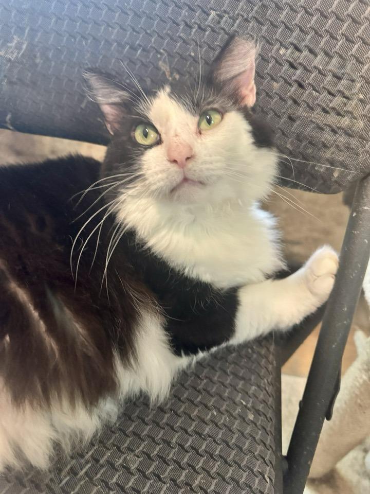 Enlarge Bogart, a Adoptable Domestic Short Hair in Columbia, SC image 4/6