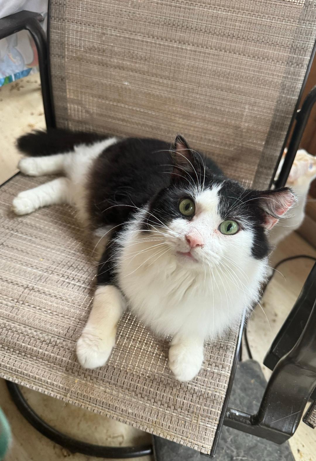 Enlarge Bogart, a Adoptable Domestic Short Hair in Columbia, SC image 5/6