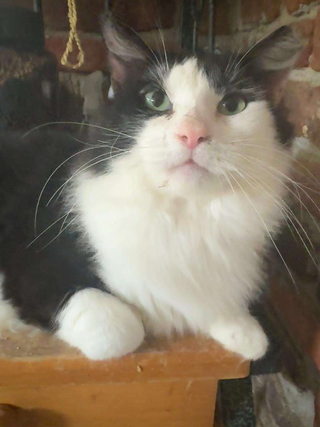 Enlarge Bogart, a Adoptable Domestic Short Hair in Columbia, SC image 6/6