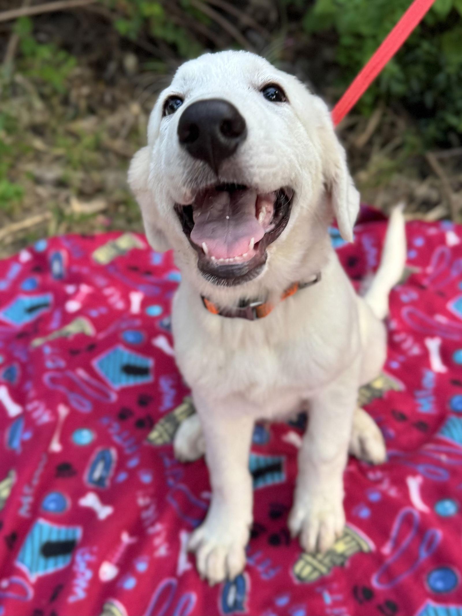 Jackson, Adopted, Puppy Male Great Pyrenees & Labrador Retriever.