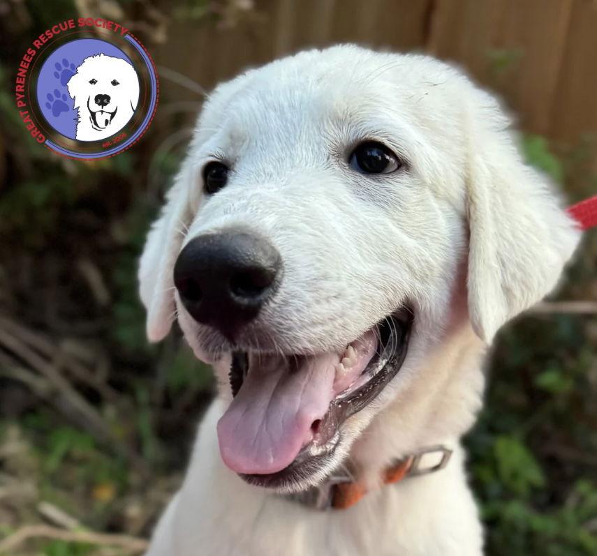 Jackson, a Adopted mixed breed in Spring, TX image 2/3