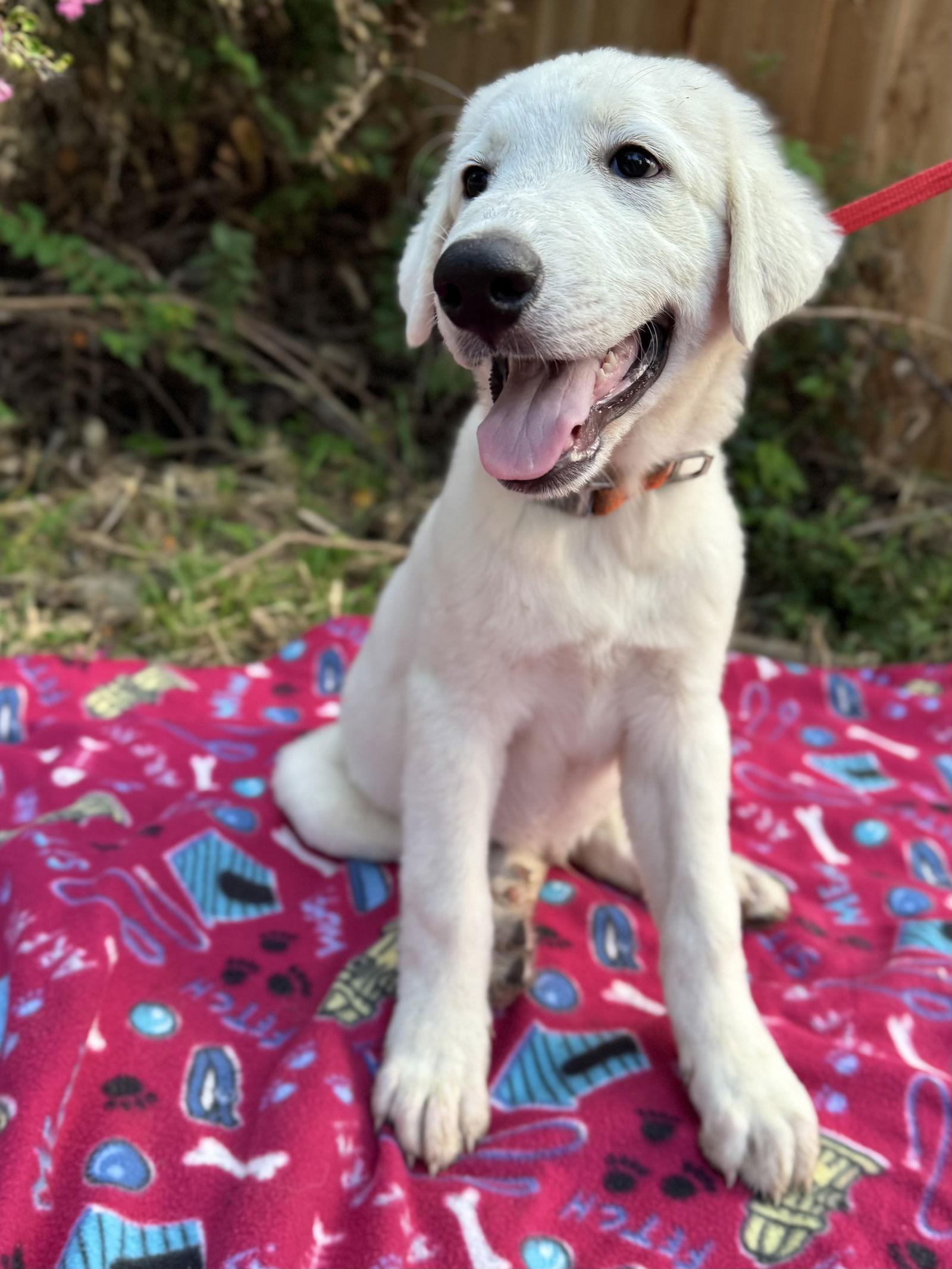 Jackson, a Adopted mixed breed in Spring, TX image 3/3