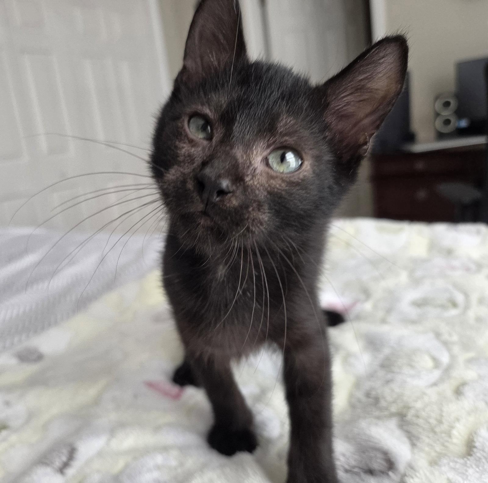 Chief Inspector, Adoptable, Kitten Male Domestic Short Hair.