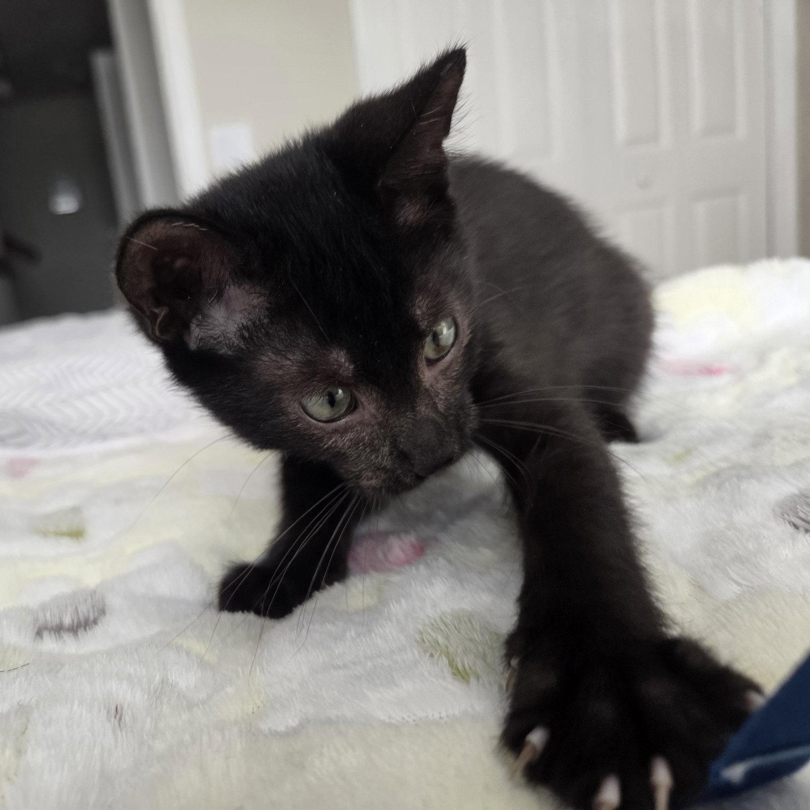 Chief Inspector, a Adoptable Domestic Short Hair in Orlando, FL image 2/3