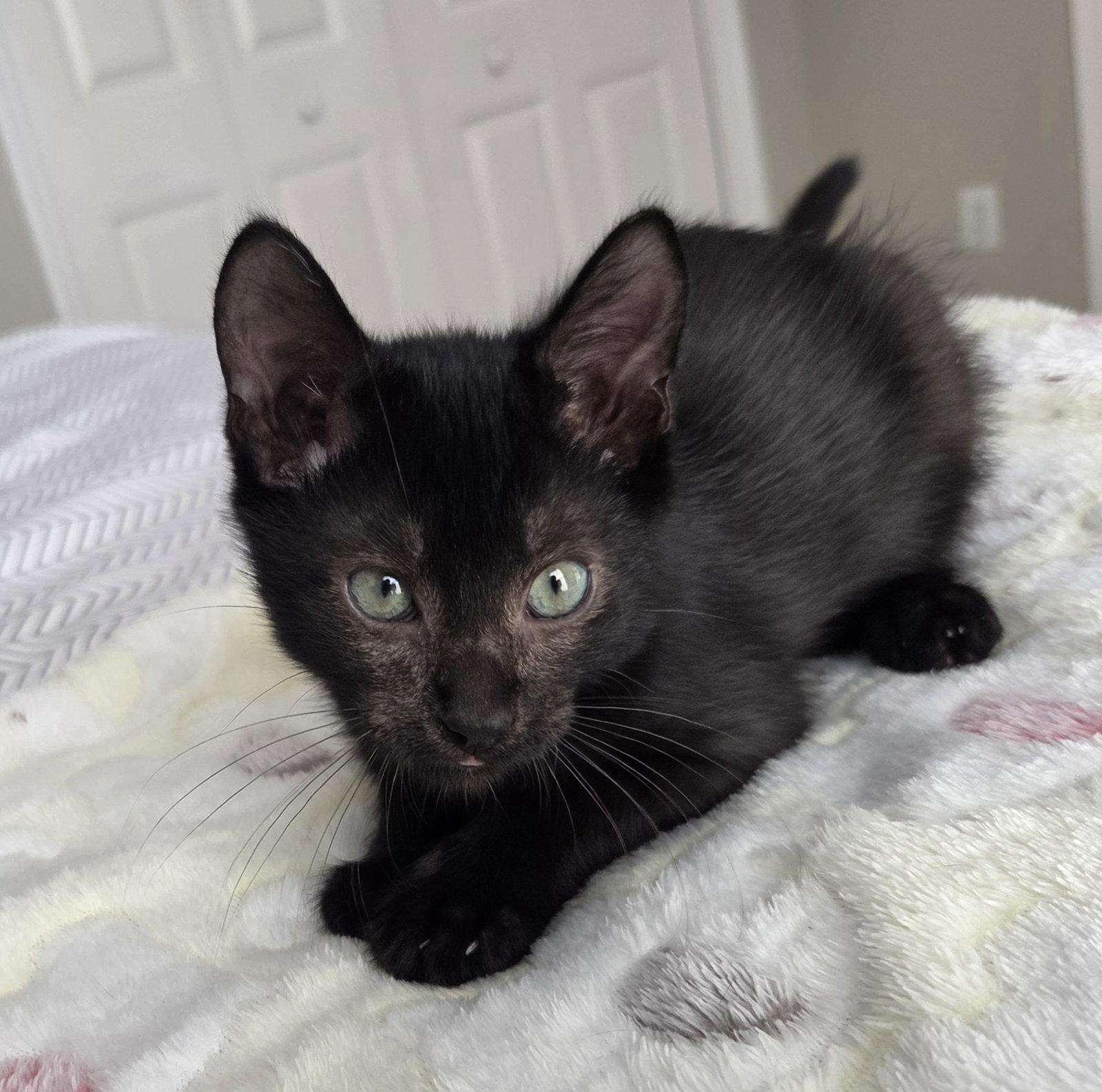 Chief Inspector, a Adoptable Domestic Short Hair in Orlando, FL image 3/3