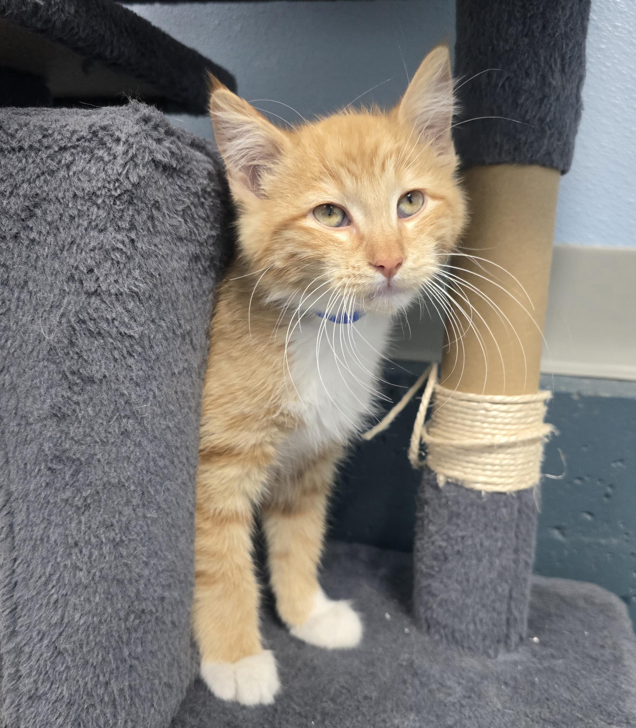 Sherman, a ADOPTABLE Domestic Short Hair in Farmington, MO image 2/3