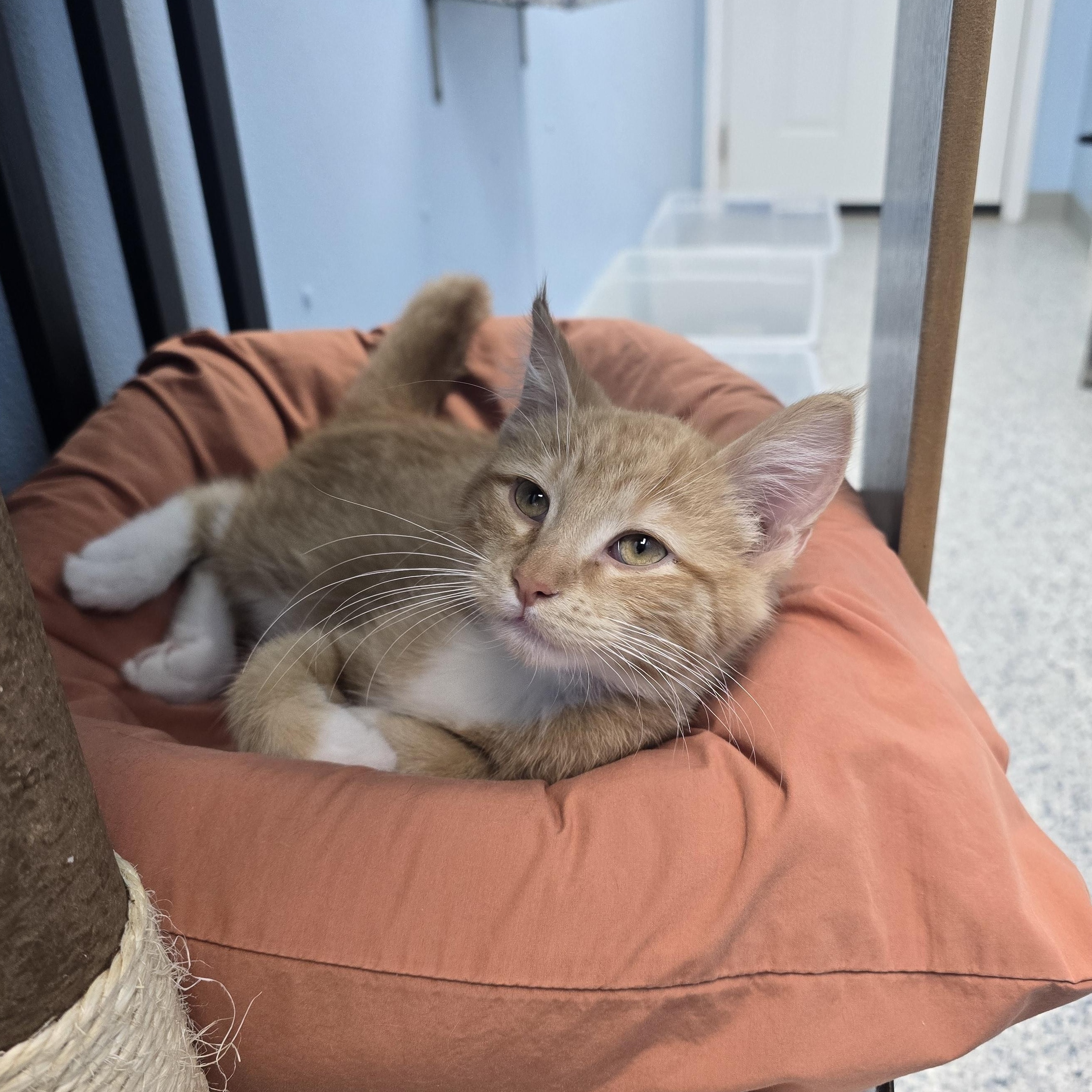 Sherman, a ADOPTABLE Domestic Short Hair in Farmington, MO image 3/3