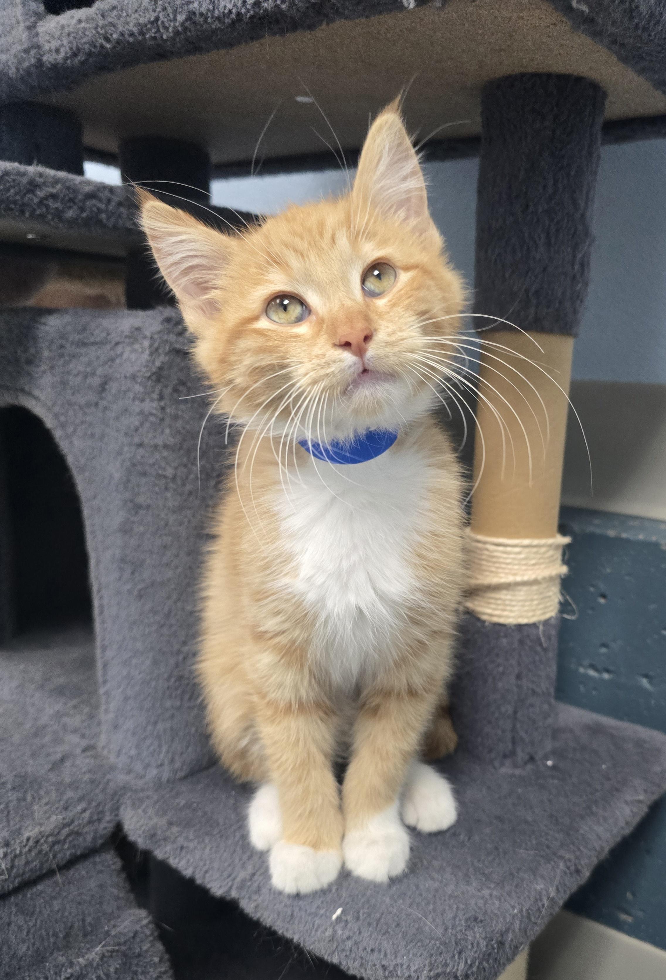 Sherman, ADOPTABLE, Kitten Male Domestic Short Hair.