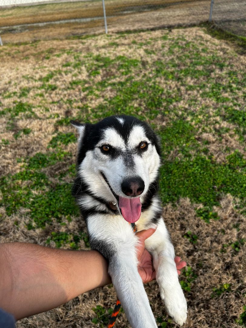 Comet, Young Male Siberian Husky